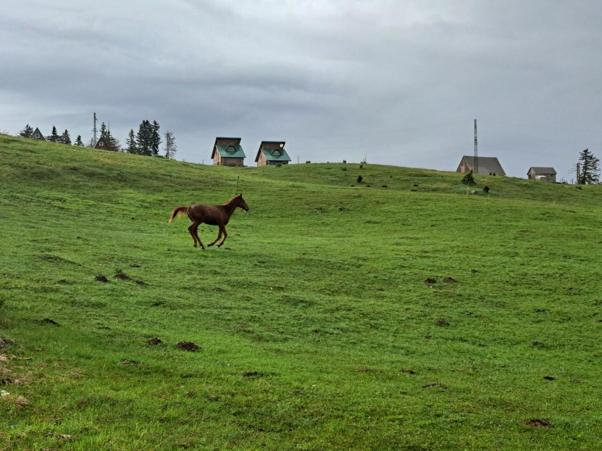 Villa Mountain House Ami Žabljak Esterno foto